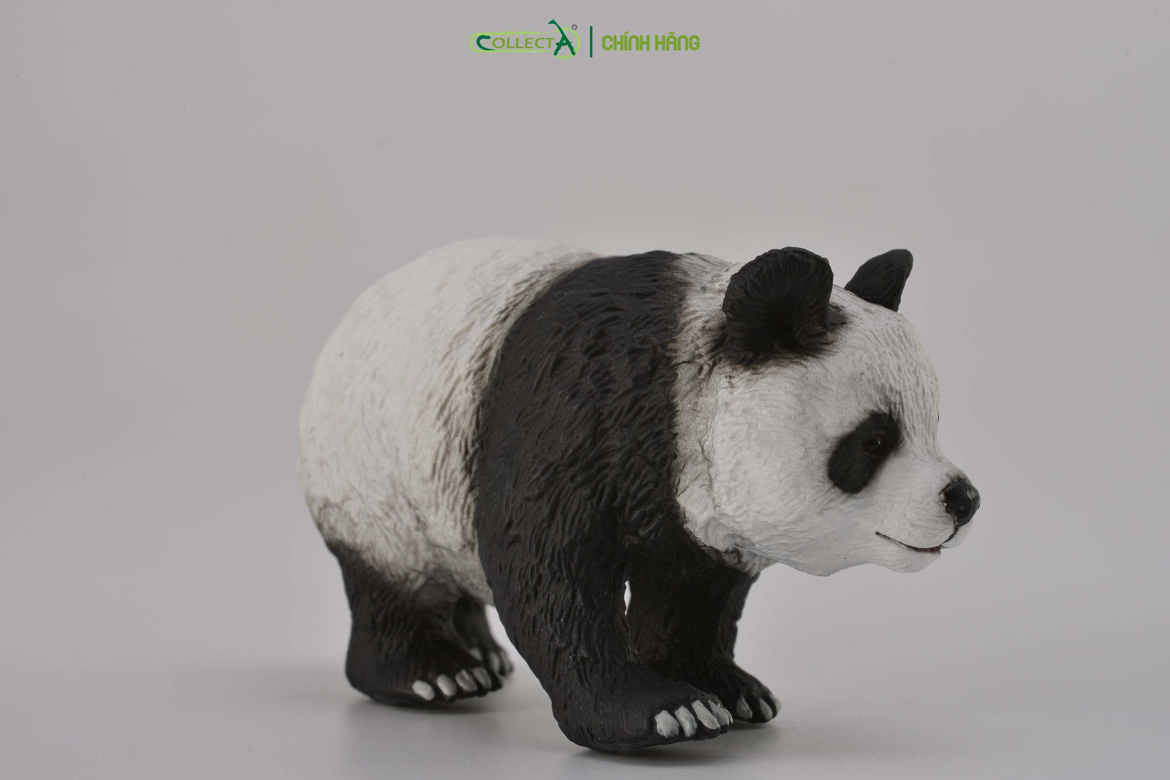 Mô hình thu nhỏ: Gấu Trúc - Giant Panda, hiệu: CollectA, mã HS 9651220[88166] -  Chất liệu an toàn cho trẻ - Hàng chính hãng