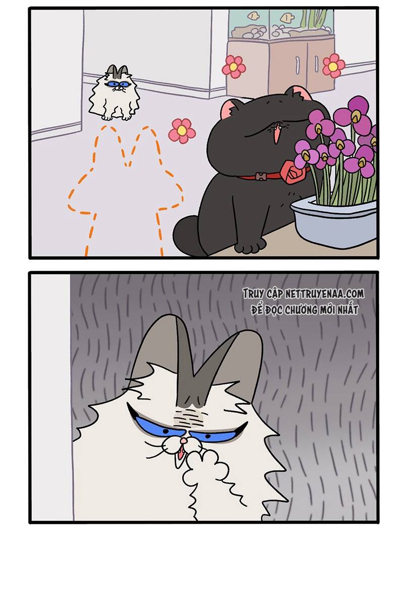 a mãn và mạch trà chapter 36 4