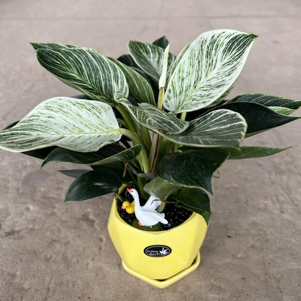 Cây kim cương tiểu cảnh trồng chậu gốm cao 25cm, cây phong thủy để bàn mang đến tiền tài, phú quý