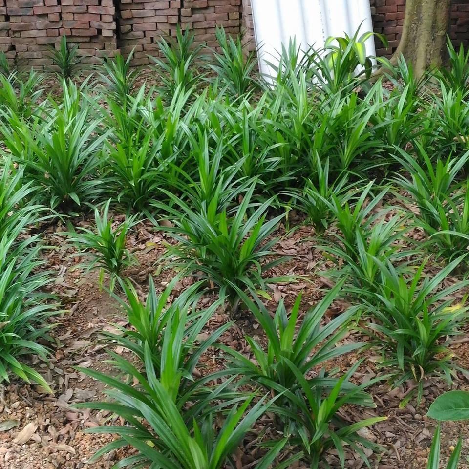 Cây lá dứa - cây cảnh vườn + tặng phân bón cho cây