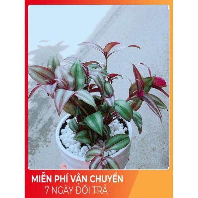 Chậu Thài Lài Tím