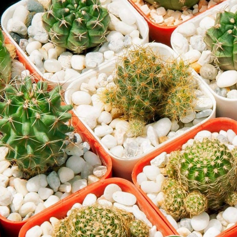 Sỏi trắng trang trí chậu cây sen đá, tiểu cảnh