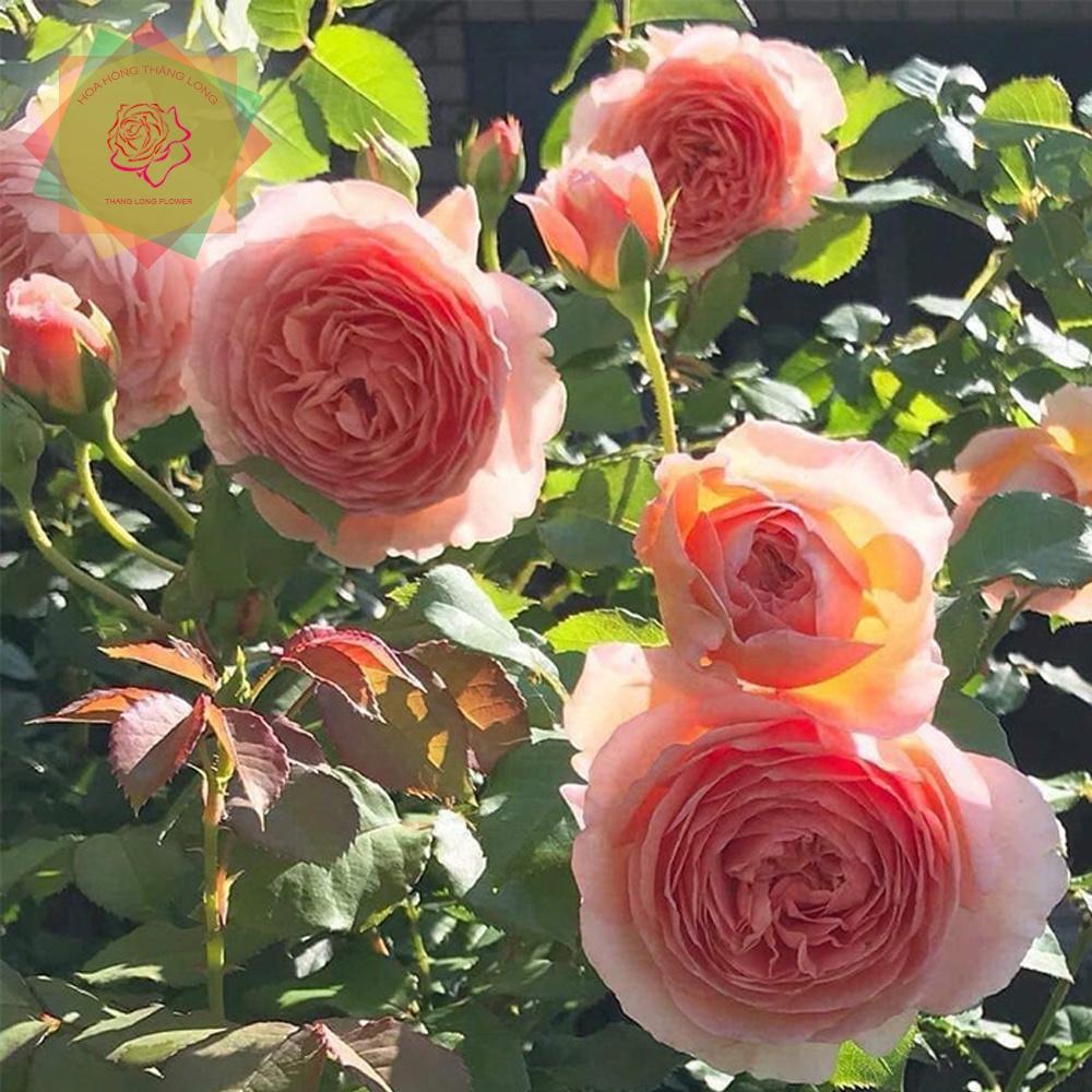 Cây hoa hồng ngoại Abraham Darby (leo) hồng cam siêu thơm - Hoa hồng Thăng Long Flower