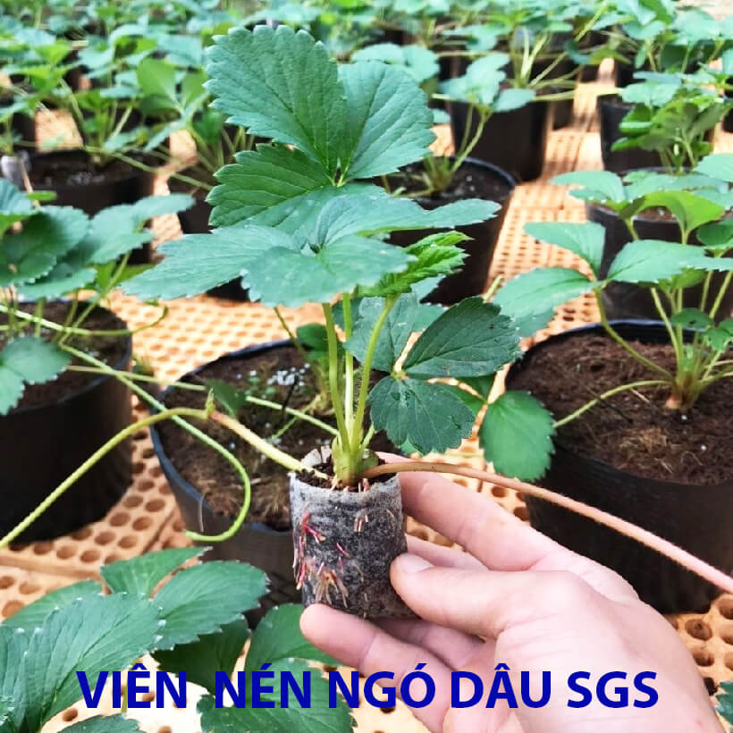 Viên Nén Xơ Dừa Trồng Ngó Dâu Thông Minh SGS đã bao gồm phân bón hữu cơ cho cây phát triển tốt trong 30 ngày