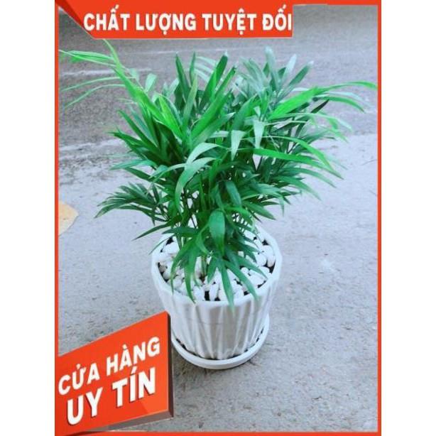 Chậu Cây Cau Tiểu Trâm