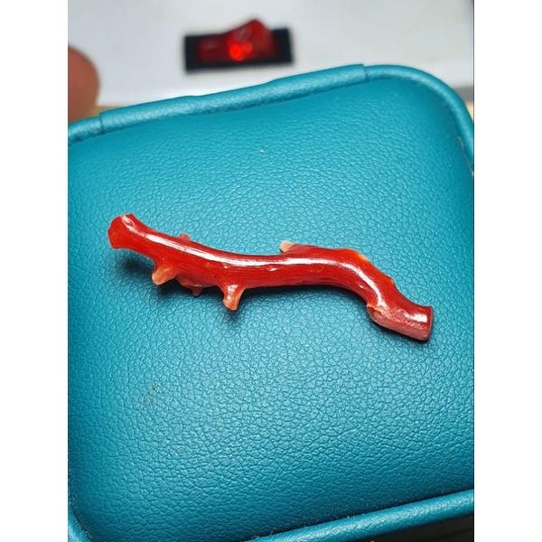 110- L Nhánh San Hô Đỏ (THIÊN NHIÊN)