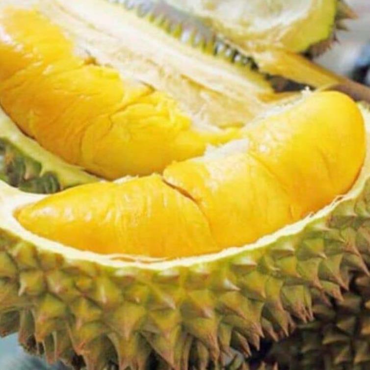 Sản phẩm CÂY GIỐNG SẦU RIÊNG R6 CƠM VÀNG HẠT LÉP