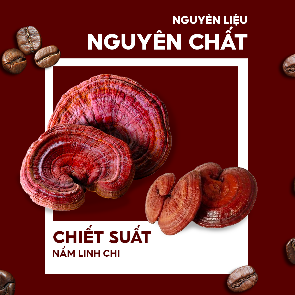 Cà Phê DREAMLAND LINH CHI - Hàng Chính Hãng Bảo Long