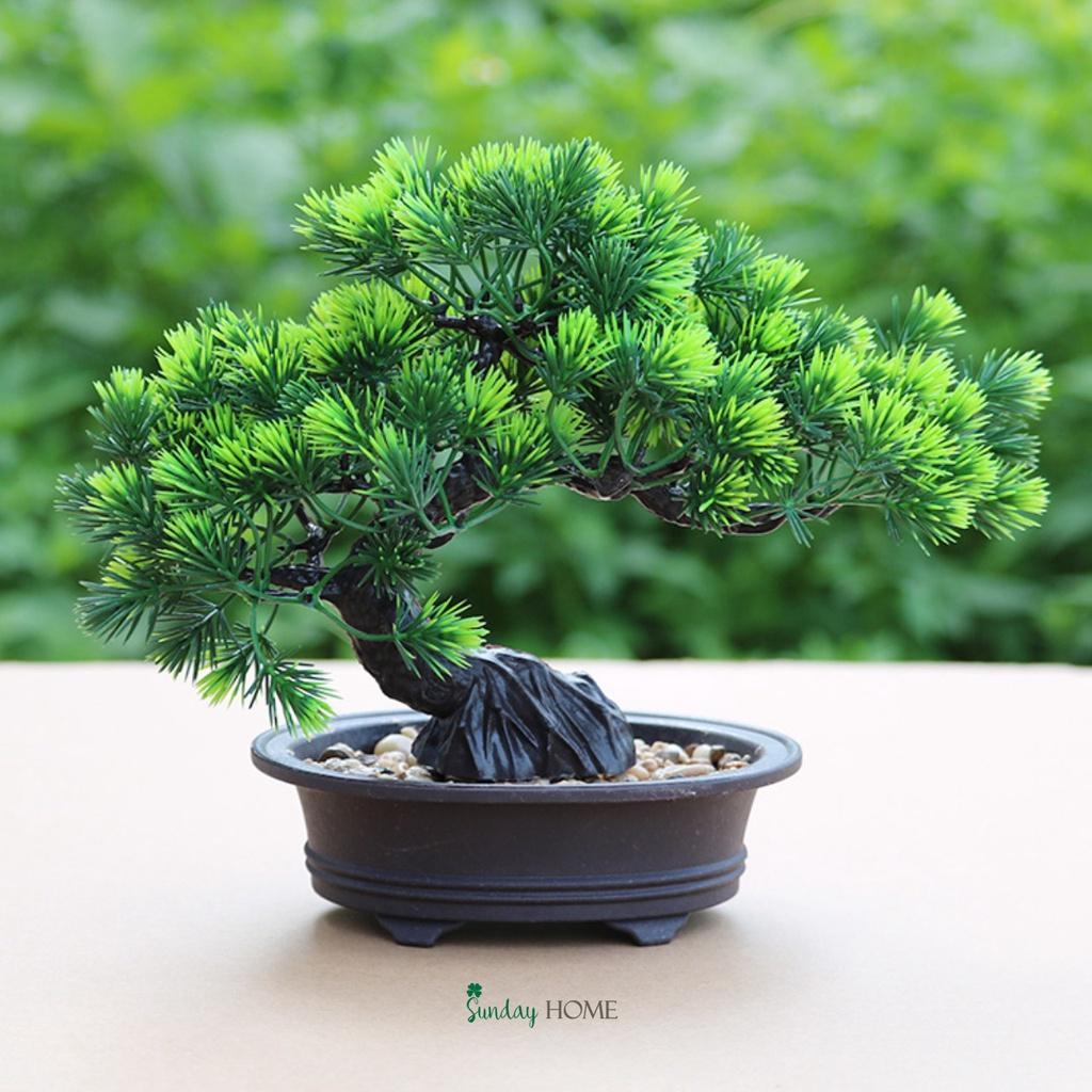 Chậu cây giả, chậu cây thông Bonsai để bàn, kệ, tủ trang trí nhà cửa