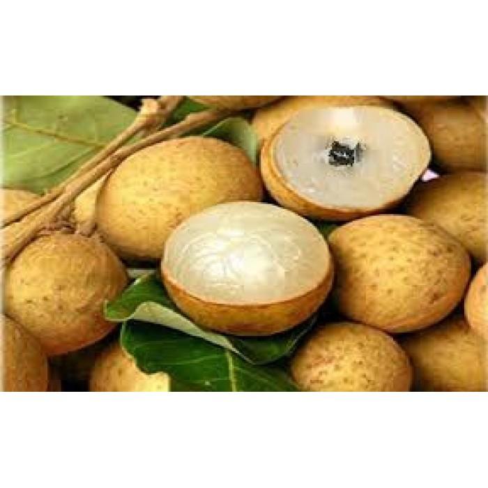 Cây giống NHÃN KHÔNG HẠT THÁI LAN- NHANH VÀ SIÊU QUẢ - THƠM - NGON - Cây giống chuẩn F1