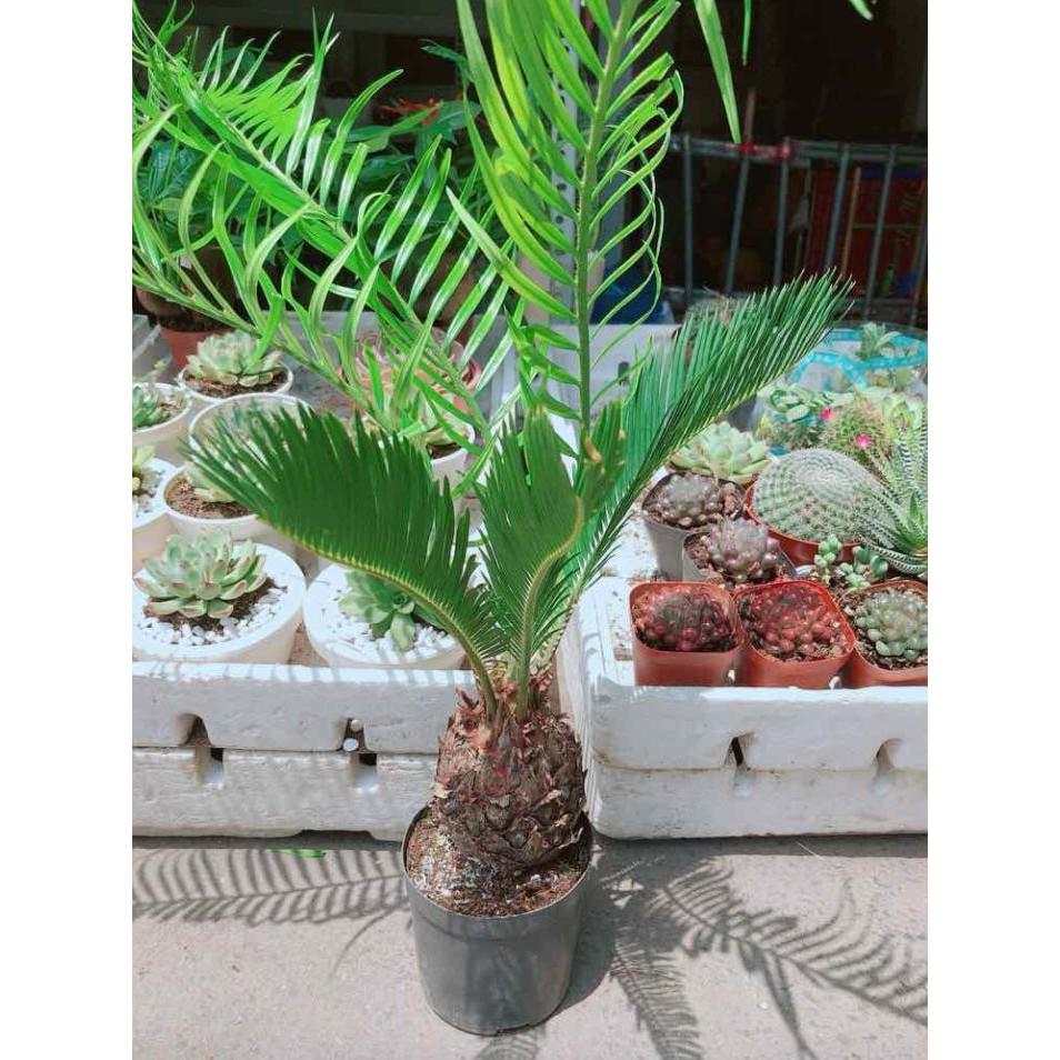 Chậu vạn tuế Bán Chạy