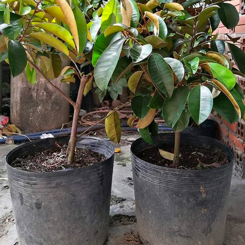 500 Chậu nhựa C8 19x16cm trồng cây ăn trái và hoa,bền 10 năm-77102
