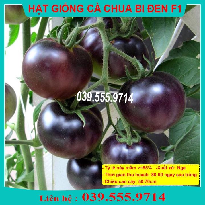 Hạt Giống Cà Chua Bi Đen Trái Đẹp Dễ Trồng