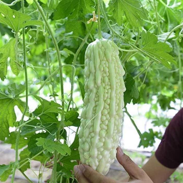 Hạt Giống Mướp Đắng, Khổ Qua Trắng F1+ 700g phân thỏ hữu cơ