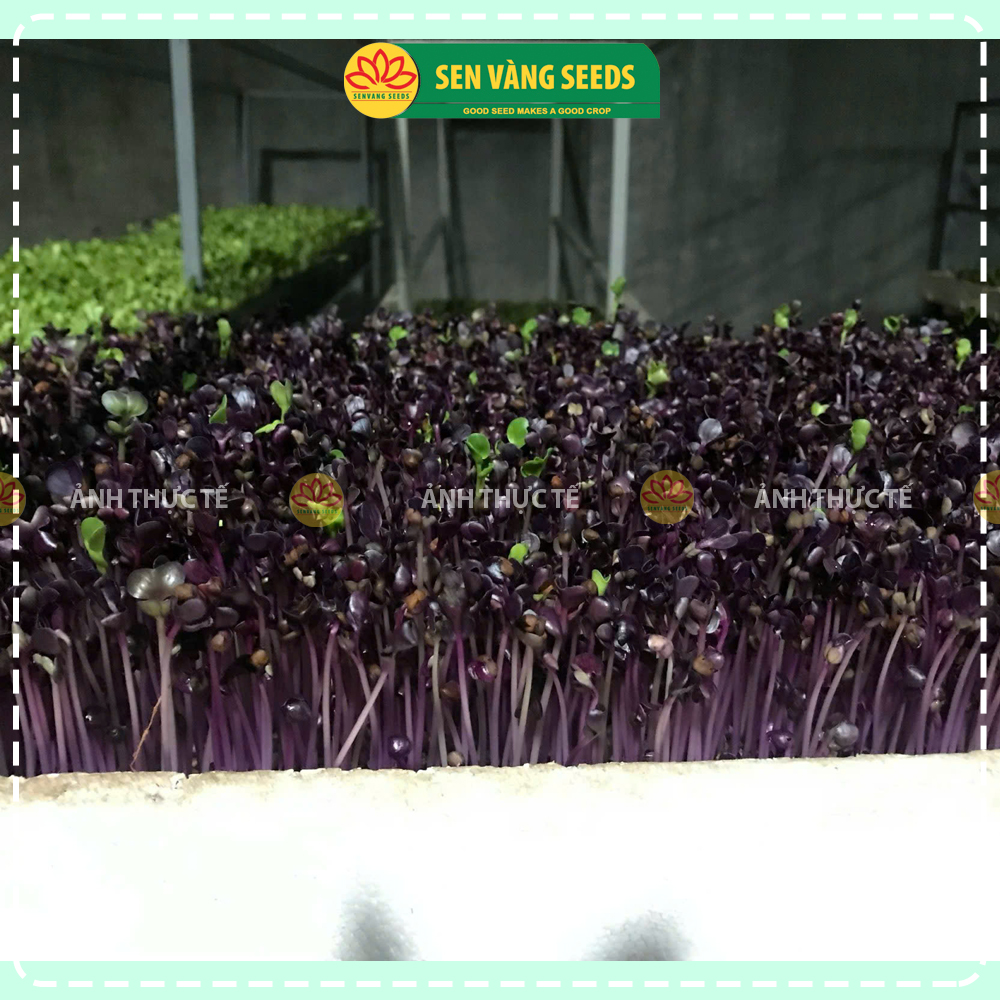 Hạt Giống Rau Mầm Malady - Nhập khẩu Ý, nảy mầm &gt;95%, siêu dinh dưỡng, chuẩn màu tím đậm, dễ trồng - HẠT GIỐNG SEN VÀNG