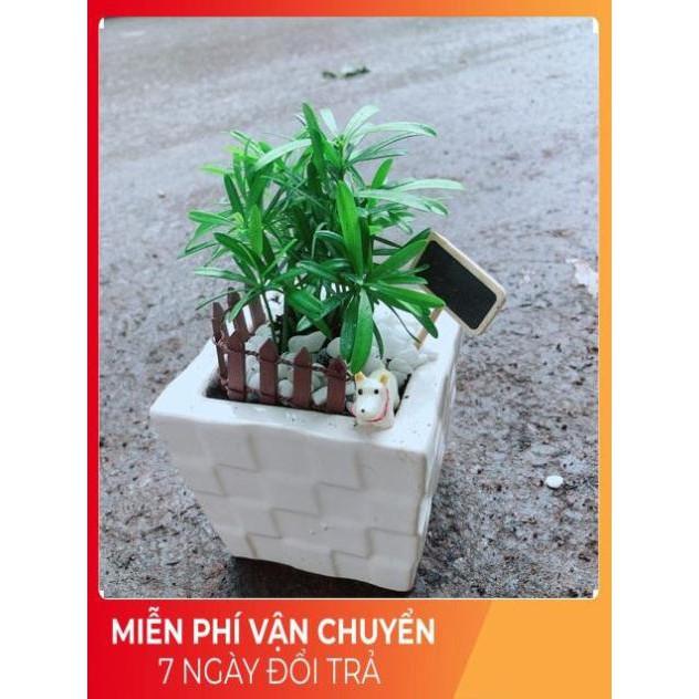 Chậu Tùng Vạn Niên