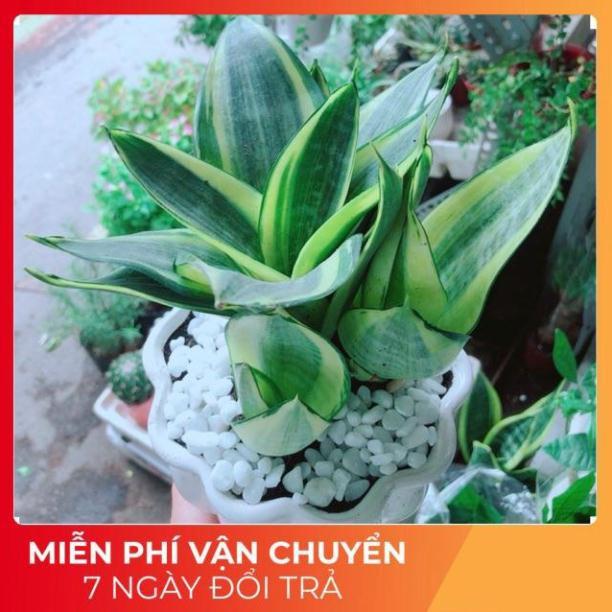 Chậu Lưỡi Hổ Thái Vàng