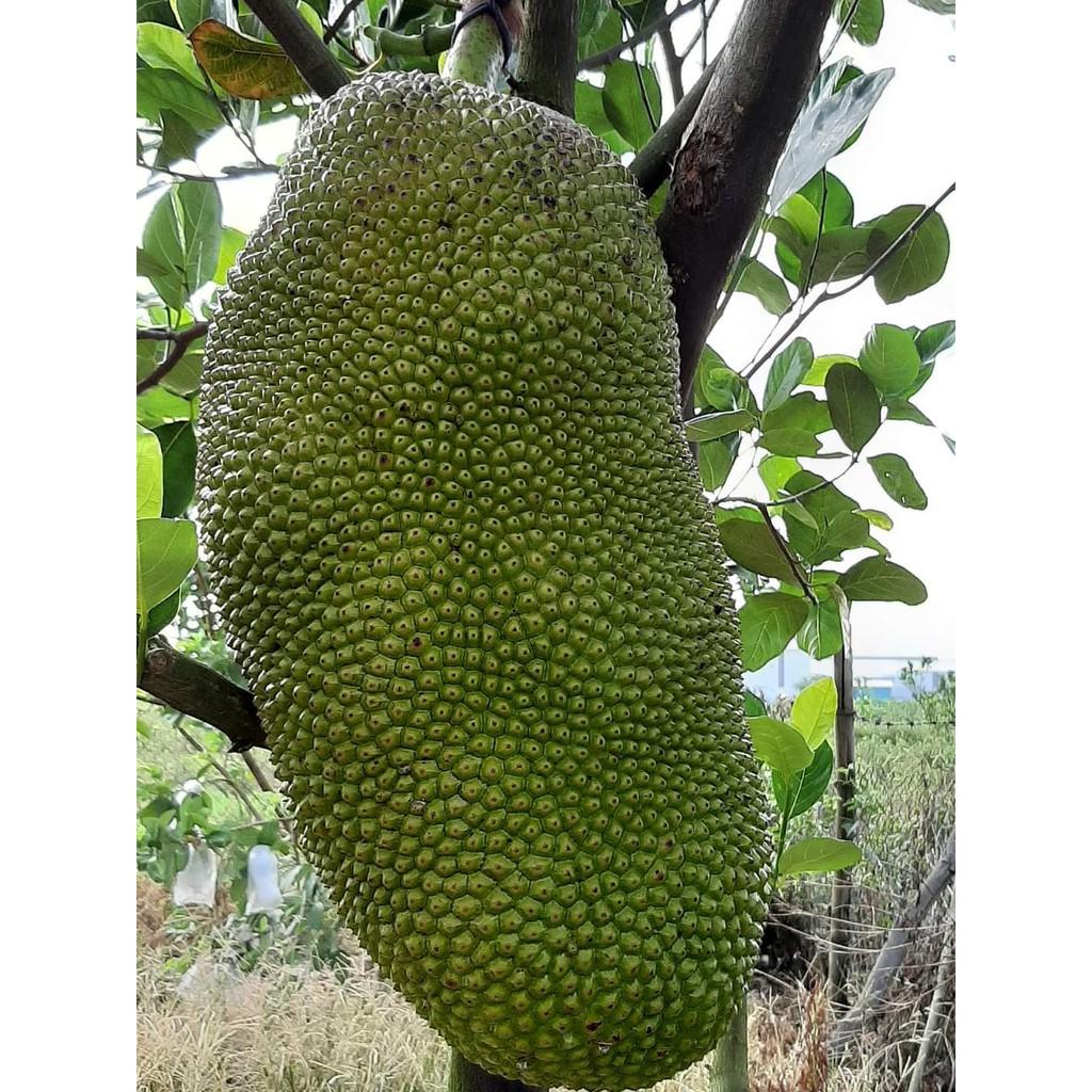 Cây mít hạt lép