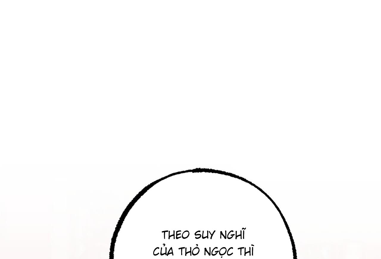 những chú thỏ của hapypy chapter 62 298