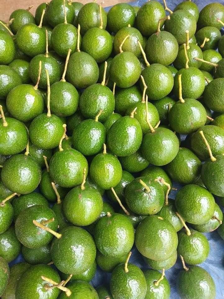 Cây giống Bơ Booth 7