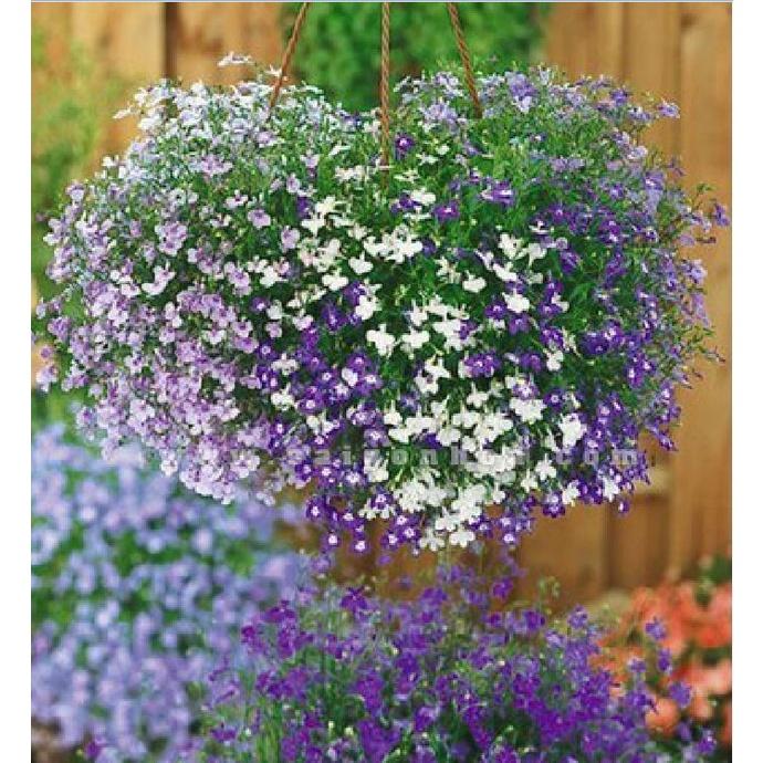 Hạt giống hoa cúc lobelia nhiêu màu - gói 100 hạt