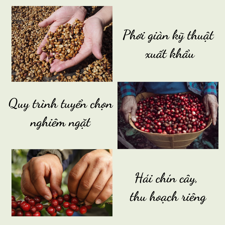 Túi Thơm Cà Phê Khử Mùi Ô Tô, Tủ Lạnh, Tủ Quần Áo, Văn Phòng, Nhà Ở Bằng Túi Vải Voan 50gr