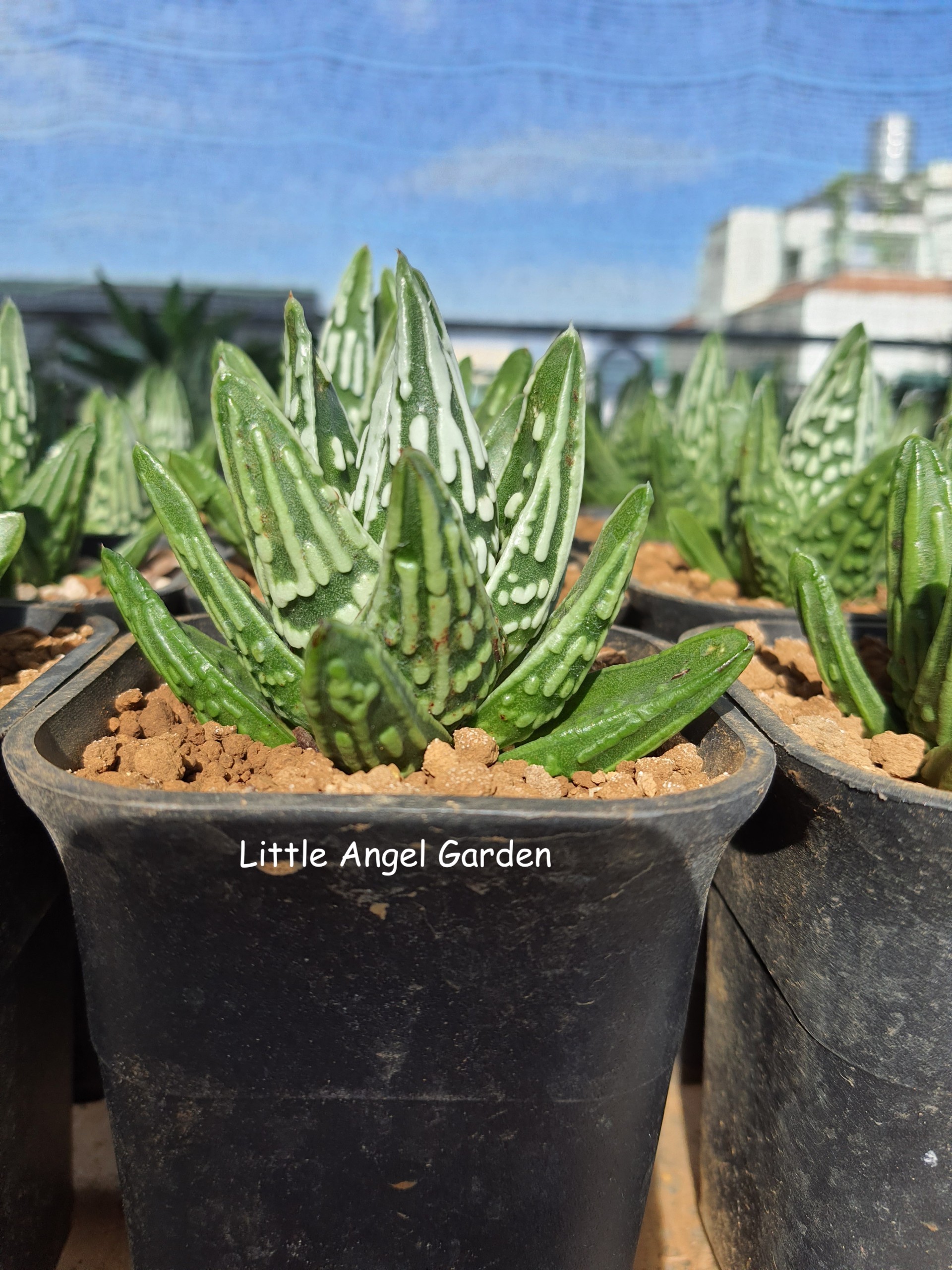 Cây sen đá kim cương "Nước mắt Thiên Thần" | Haworthia Tulista "Pumila Tenshi No Namida"
