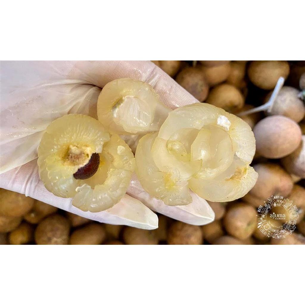 Cây giống Thanh Nhãn Siêu trái.