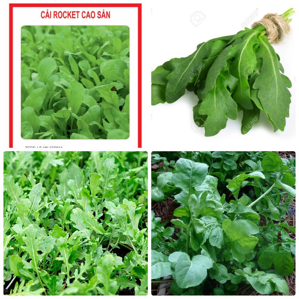 Hạt giống rau cải rocket cao sản - 20gr/gói