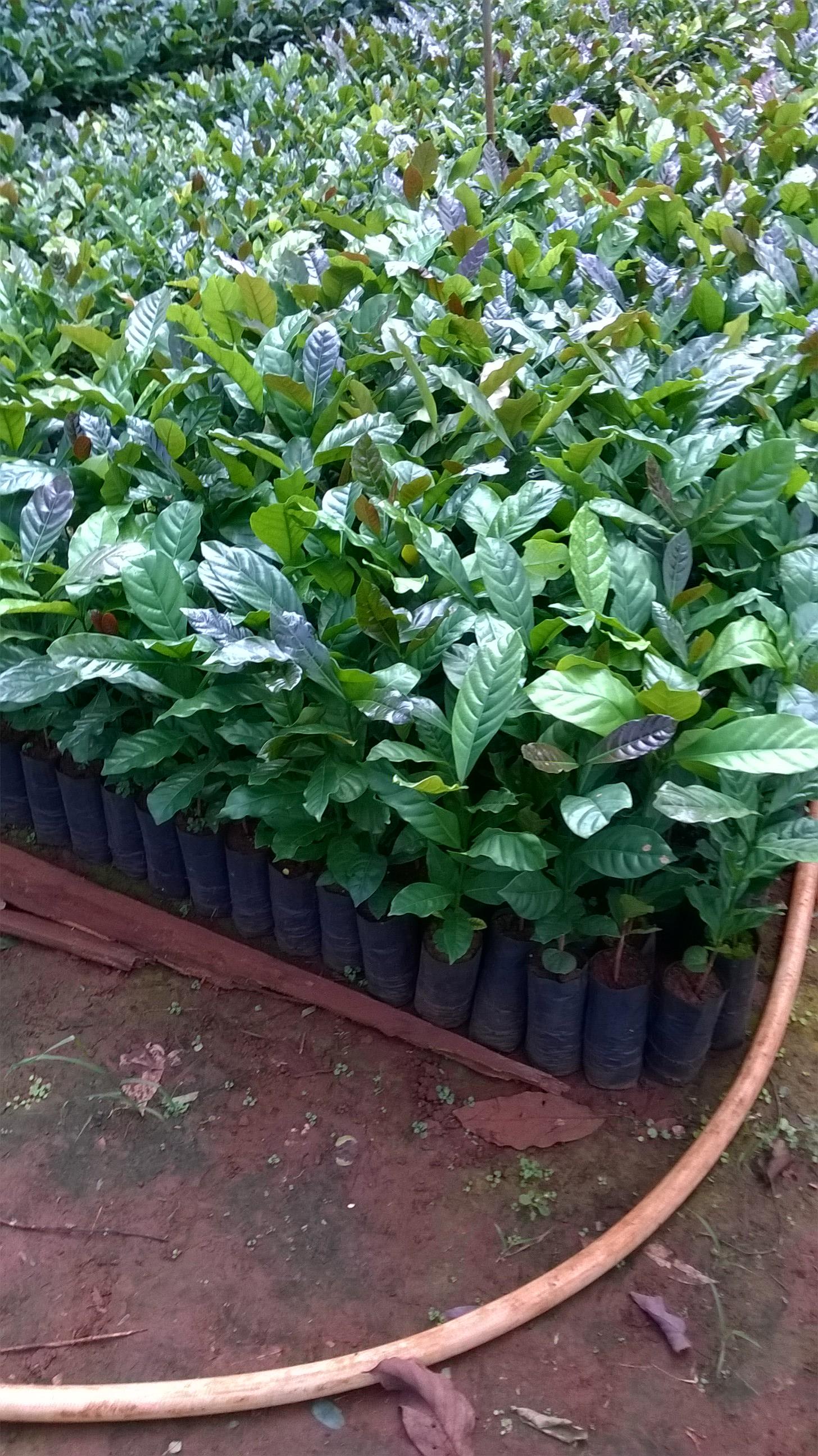 500 gram HẠT GIỐNG CÀ PHÊ XANH LÙN .