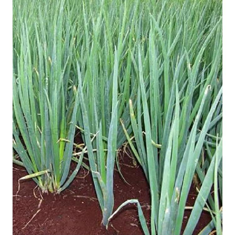 Hạt giống Hành hương cao sản F1 - 1 gói 2 gr