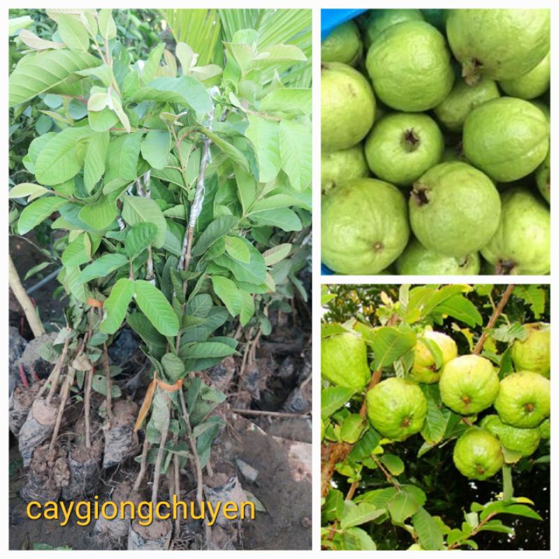 CÂY GIỐNG ỔI TRỒNG SÂN THƯỢNG CHO CÂY XANH TỐT, NĂNG SUẤT CAO