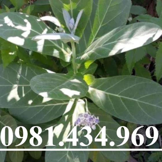 Lá Hen Khô Tr ị H en S uyễn Hay