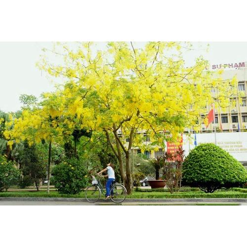CÂY giống HOA HOÀNG YẾN
