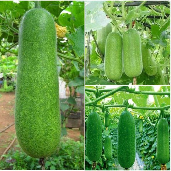 Combo 5 gói Hạt giống bí chanh lai F1 -gói 10 hạt - Tặng kèm gói phân bón lót