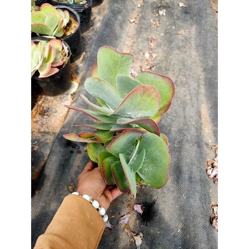 Sen Da Canh Buom Hang Lon