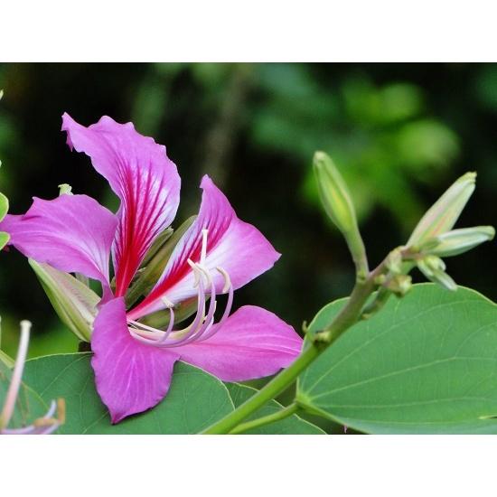 Cây Ban Tím , hàng giống F1 loại nhỏ