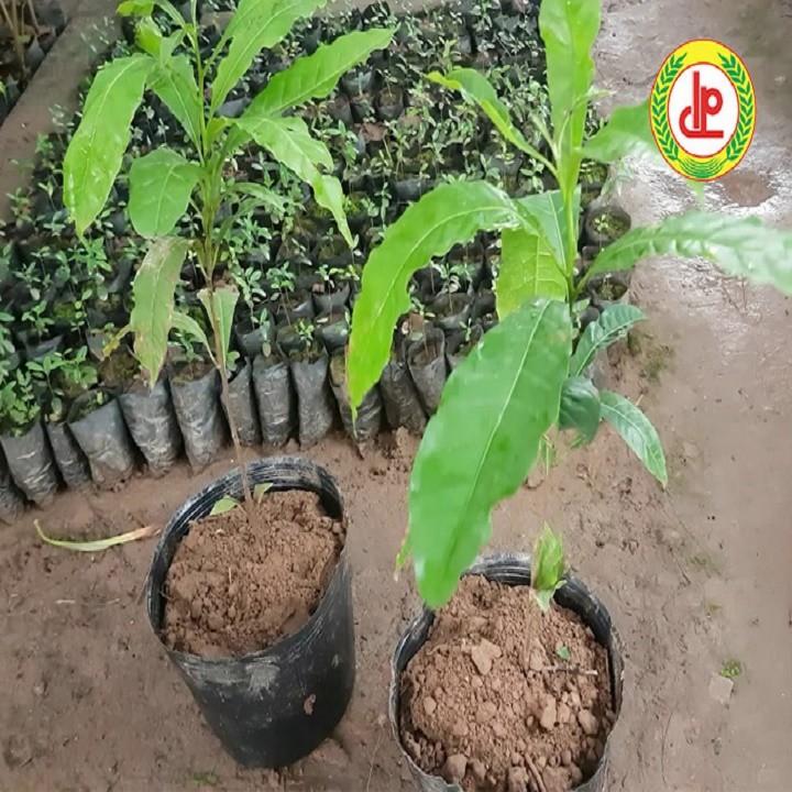 Cây Vú Sữa Hoàng Kim giống