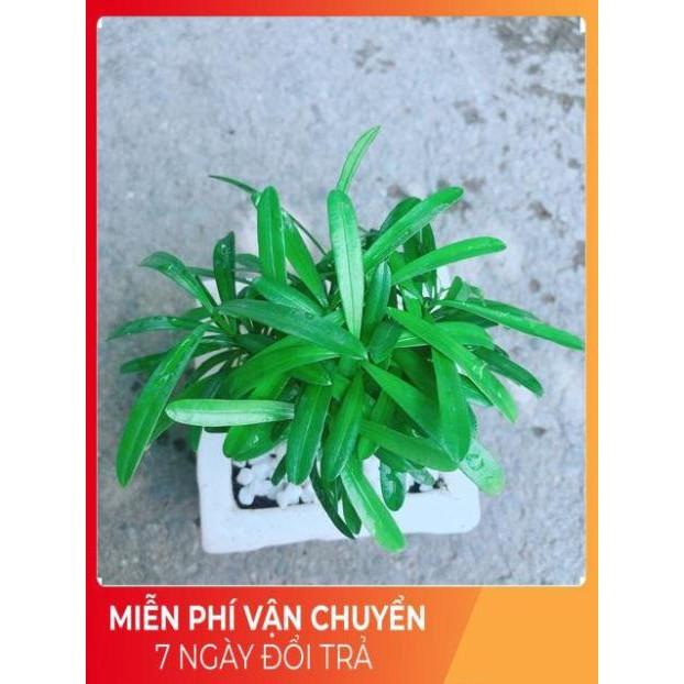 Chậu Tùng Vạn Niên