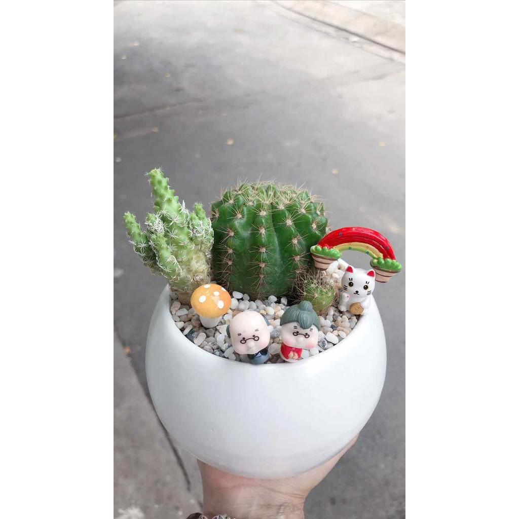 Chậu xương rồng tiểu cảnh Bán Chạy
