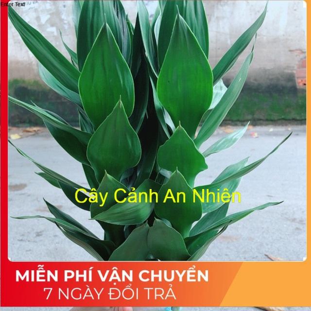 Châu Phát Tài Búp Sen Thuỷ Sinh