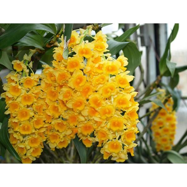 LAN KIỀU MỠ GÀ hàng rừng hoa siêu đẹp, gửi đi nguyên GIÒ