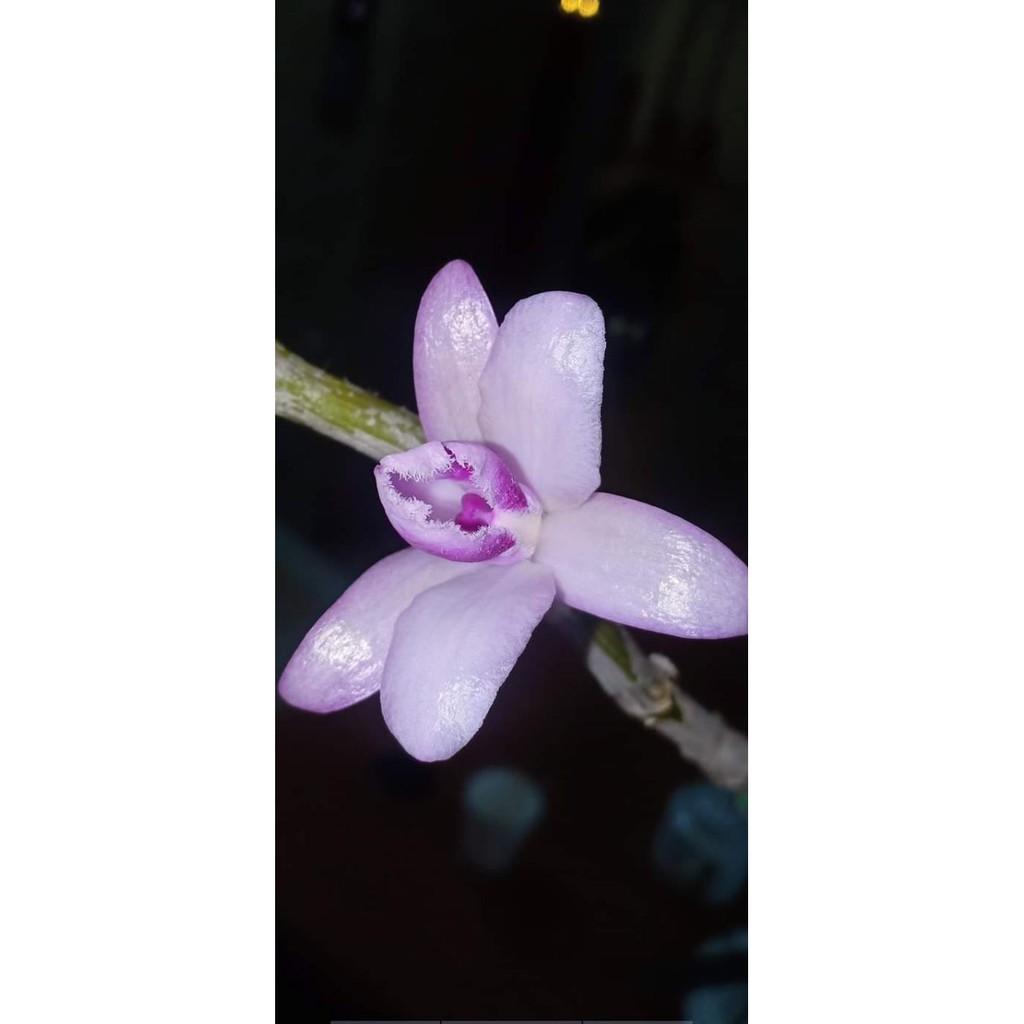 Hoa phong lan - phi điệp tím cánh bầu