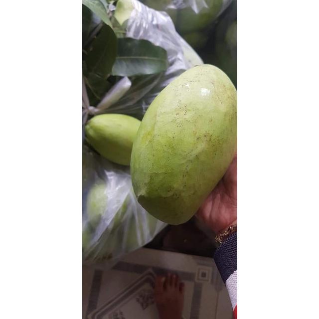 Cấy giống Xoài Keo CamPuchia.