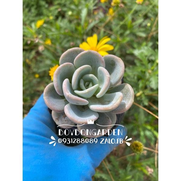Cây sen đá muỗng 6-7cm_hàng sẵn