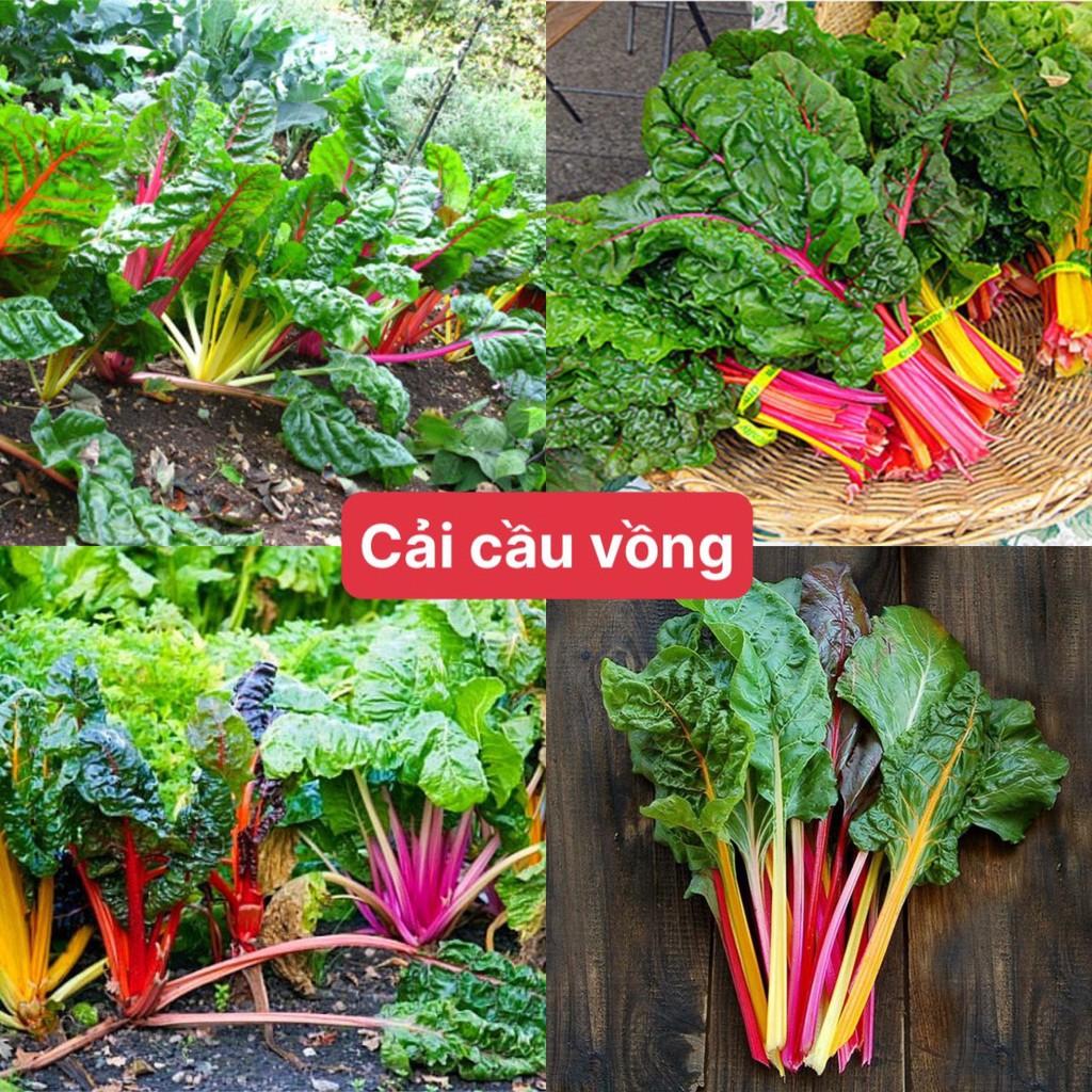 Hạt giống cải cầu vồng siêu dễ trồng kháng bệnh tốt năng suất cao cửa hàng hạt giống uy tín