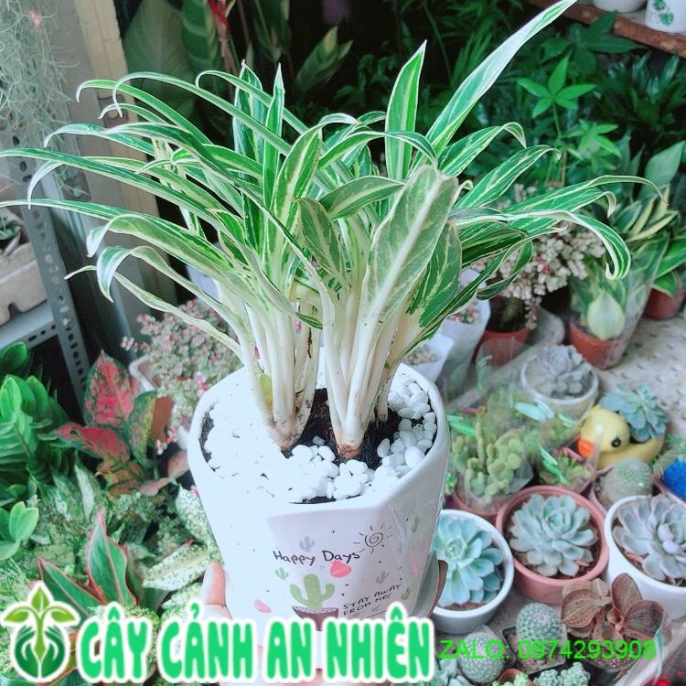 Chậu Cây Giữ Tiền