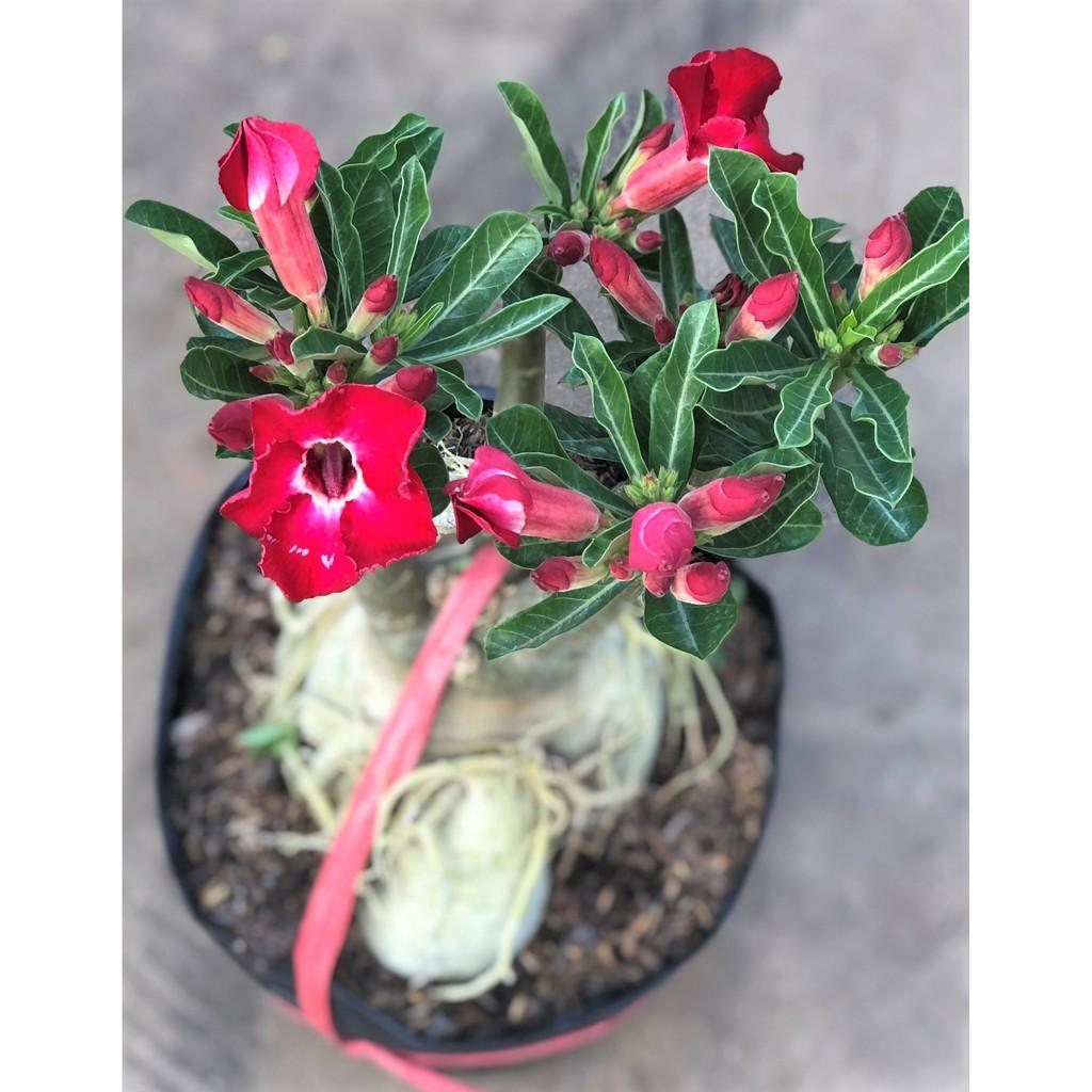 Chậu sứ Thần Tài