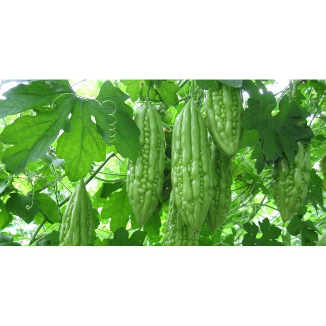 Hạt giống mướp đắng 10 hạt/ gói