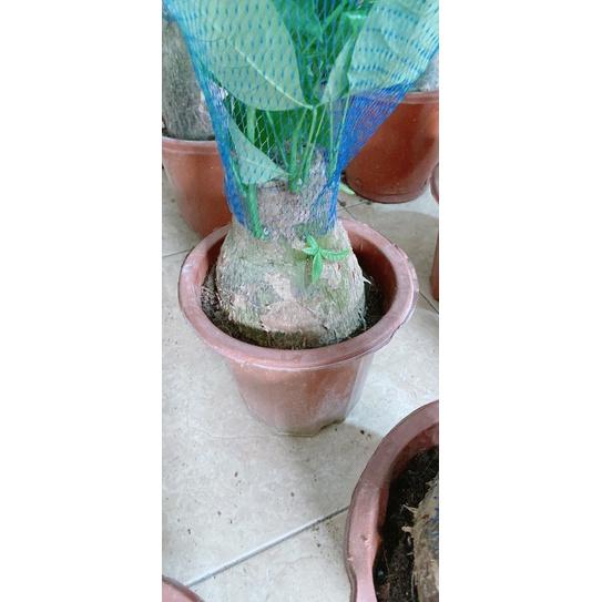 Kim Ngân Gốc 12-14cm